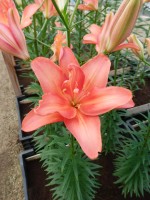 [4010 Ceb Latte No02.JPG]